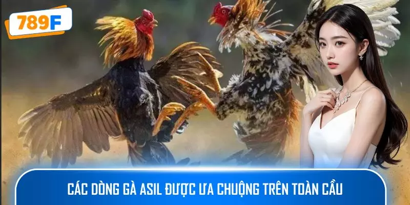 Các Dòng Gà Mỹ Săn Chắc Ở 789F: Sức Bền Và Phản Xạ Vượt Trội 3 Các dòng gà Asil được ưa chuộng trên toàn cầu