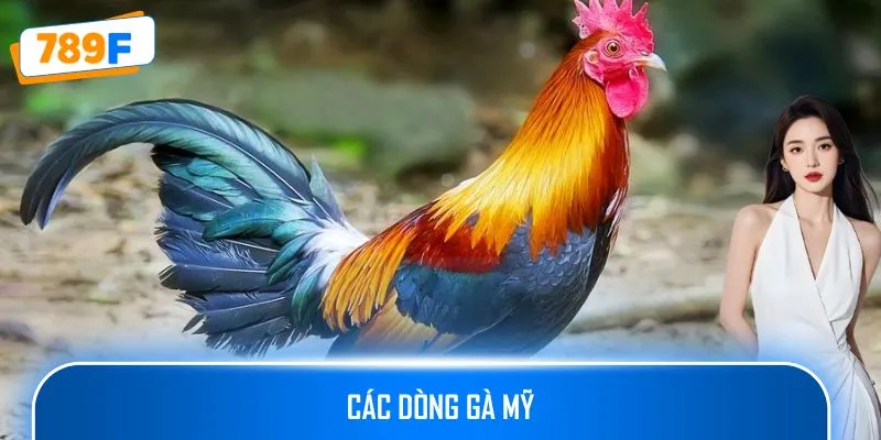 Các Dòng Gà Mỹ Săn Chắc Ở 789F: Sức Bền Và Phản Xạ Vượt Trội