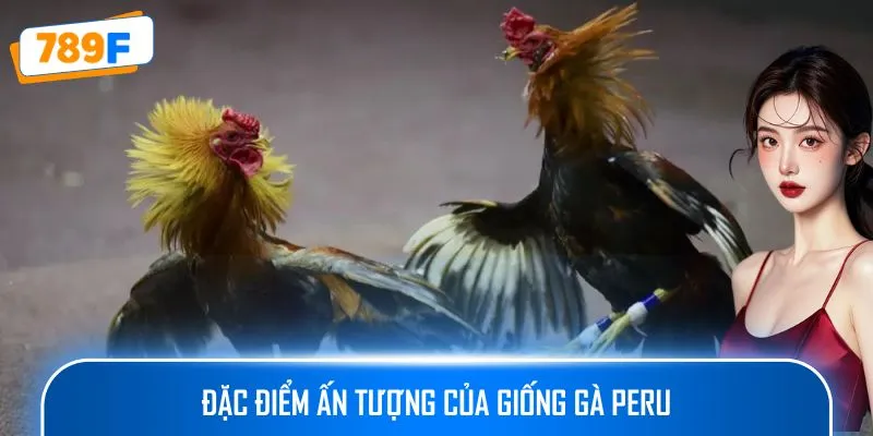 Đặc điểm ấn tượng của giống gà Peru