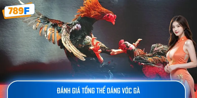 Các Dòng Gà Mỹ Săn Chắc Ở 789F: Sức Bền Và Phản Xạ Vượt Trội 4 Đánh giá tổng thể dáng vóc gà
