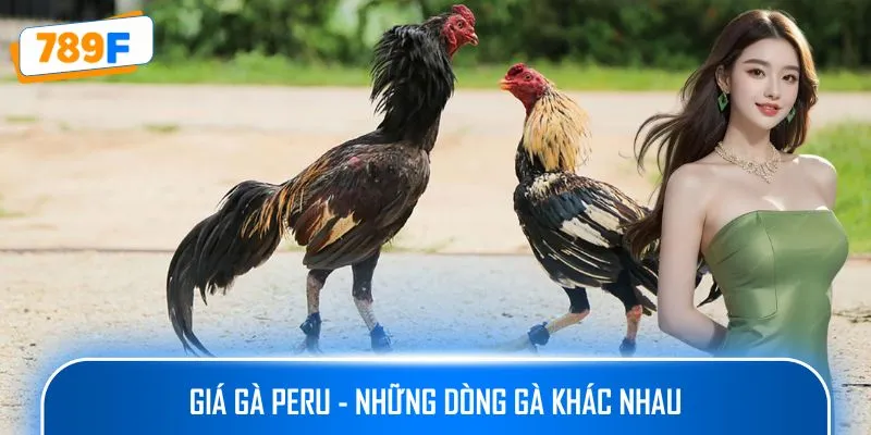 Giá gà Peru - những dòng gà khác nhau