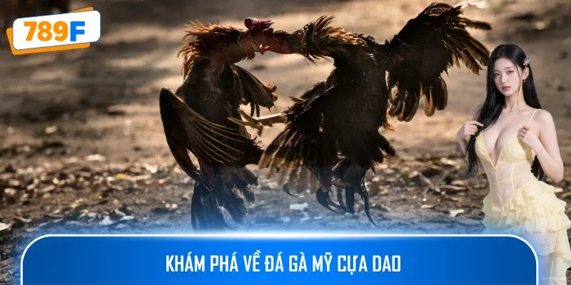 Các Dòng Gà Mỹ Săn Chắc Ở 789F: Sức Bền Và Phản Xạ Vượt Trội 2 Khám phá về đá gà mỹ cựa dao