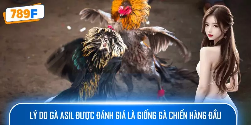 Các Dòng Gà Mỹ Săn Chắc Ở 789F: Sức Bền Và Phản Xạ Vượt Trội 4 Lý do gà Asil được đánh giá là giống gà chiến hàng đầu