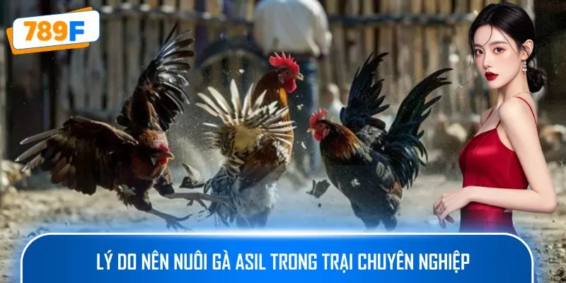 Lý do nên nuôi gà Asil trong trại chuyên nghiệp