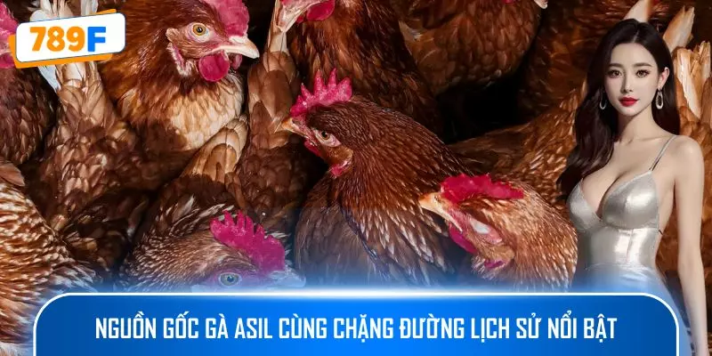 Các Dòng Gà Mỹ Săn Chắc Ở 789F: Sức Bền Và Phản Xạ Vượt Trội 2 Nguồn gốc gà Asil cùng chặng đường lịch sử nổi bật