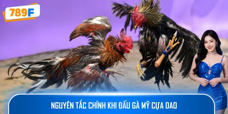 Các Dòng Gà Mỹ Săn Chắc Ở 789F: Sức Bền Và Phản Xạ Vượt Trội 3 Nguyên tắc chính khi đấu gà Mỹ cựa dao