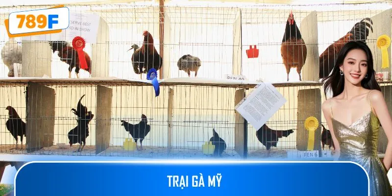 Trại Gà Mỹ 789F Cung Cấp Giống Gà Chiến Chất Lượng Cao Uy Tín